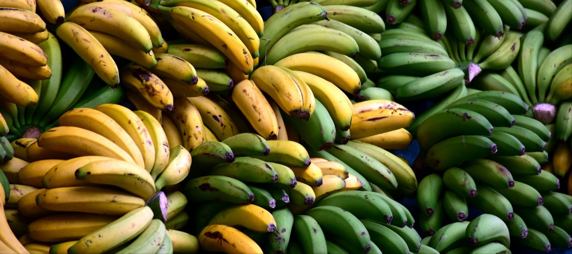 Фото новости: "Минсельхоз области: Подмосковье не планирует выращивать бананы"