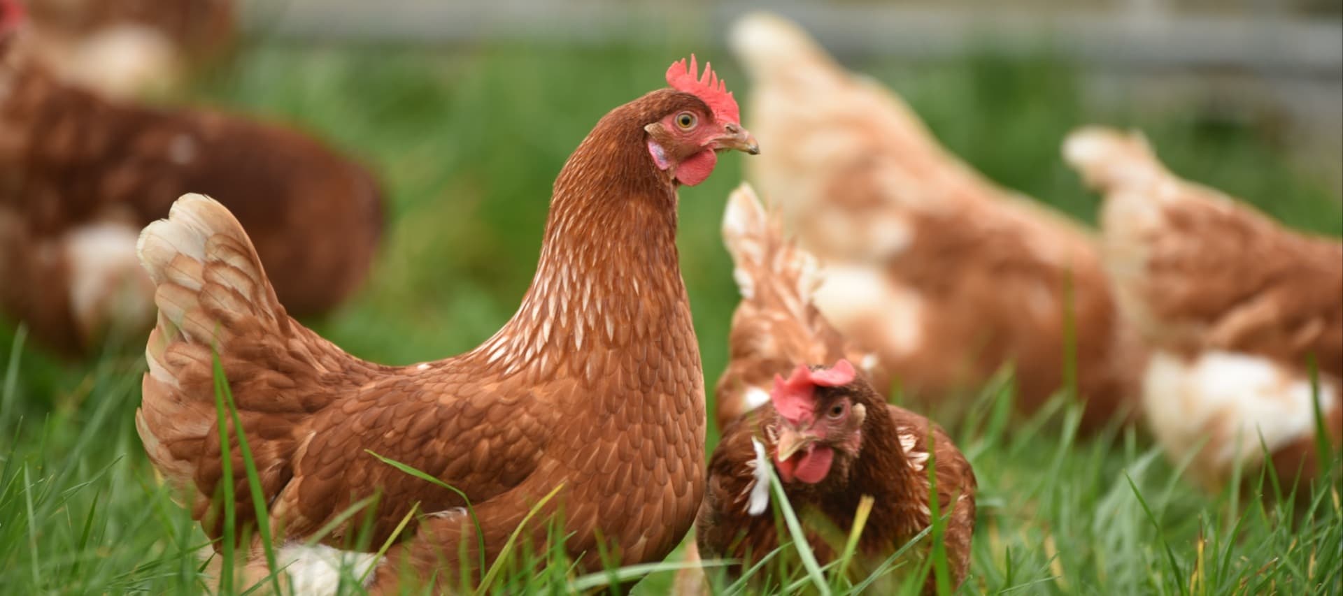 Фото новости: "Птицеводы из Нидерландов изобрели корм из пищевых отходов с более низким углеродным следом"