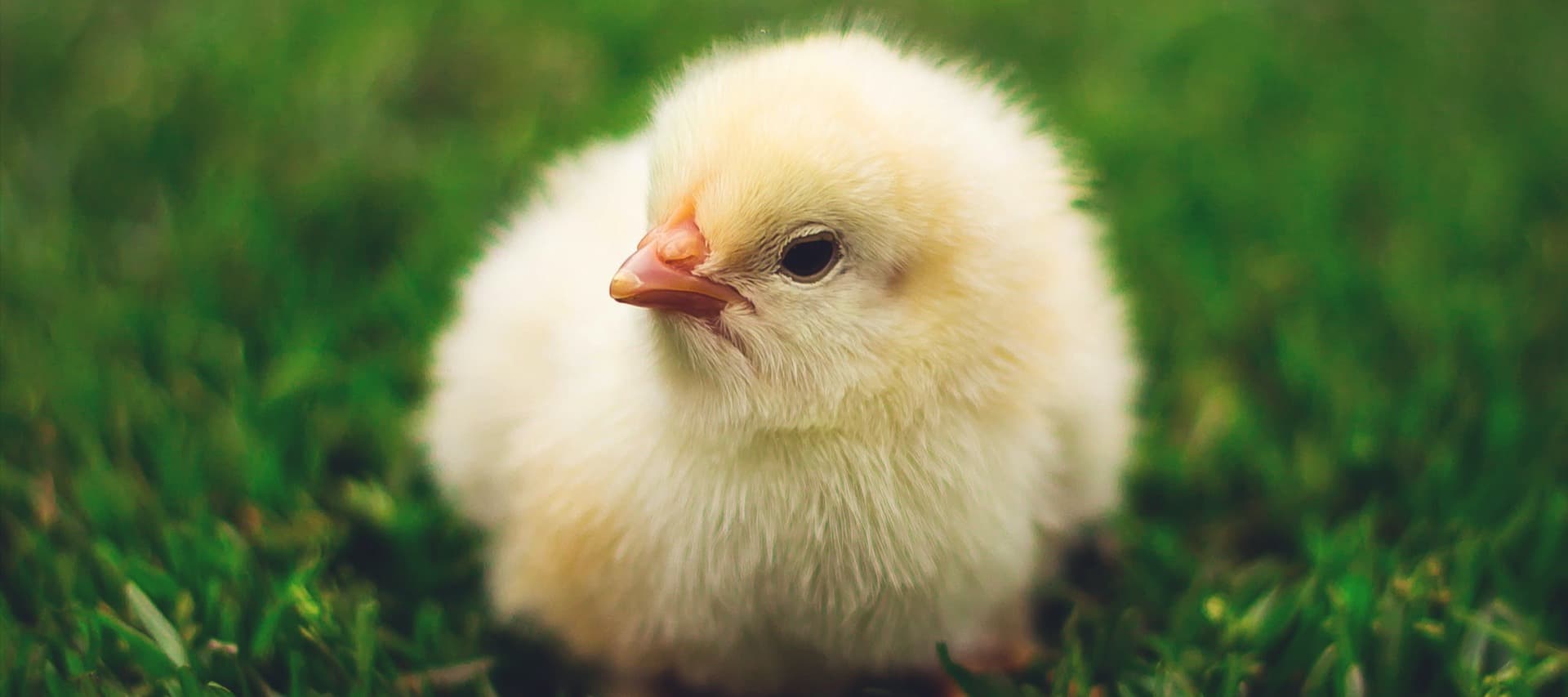 Фото новости: "WSJ: Американцы начали заводить цыплят в надежде сэкономить на покупке яиц"