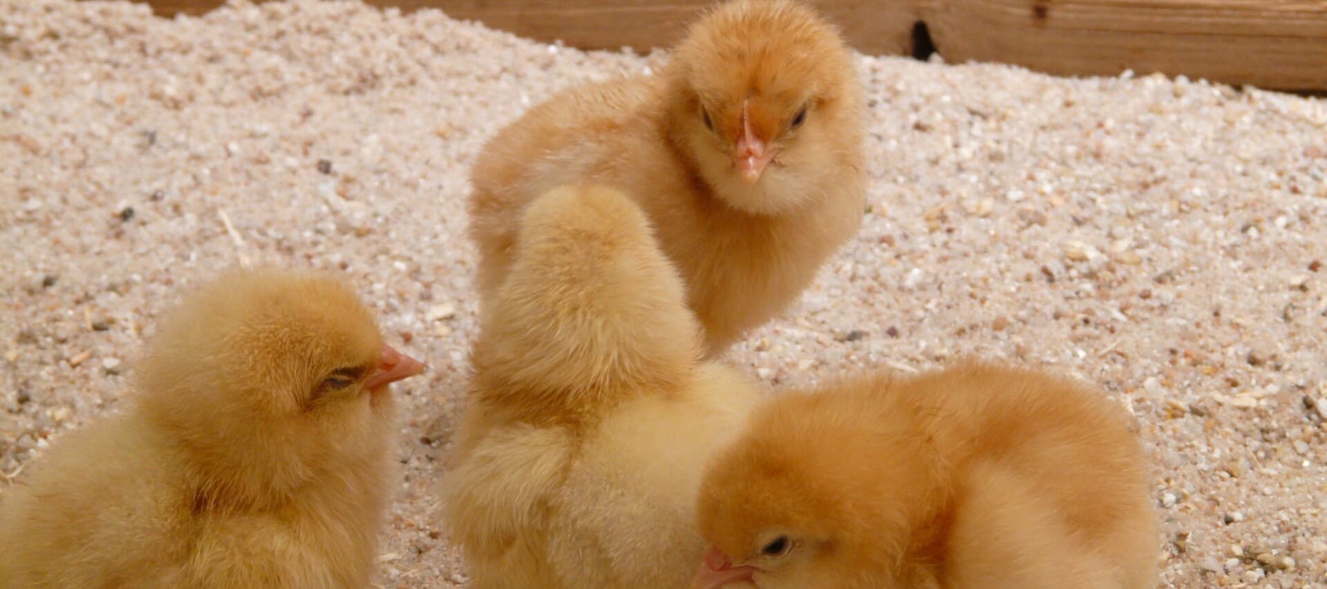 Фото новости: "Крупнейший производитель курятины подал в суд на Минсельхоз"