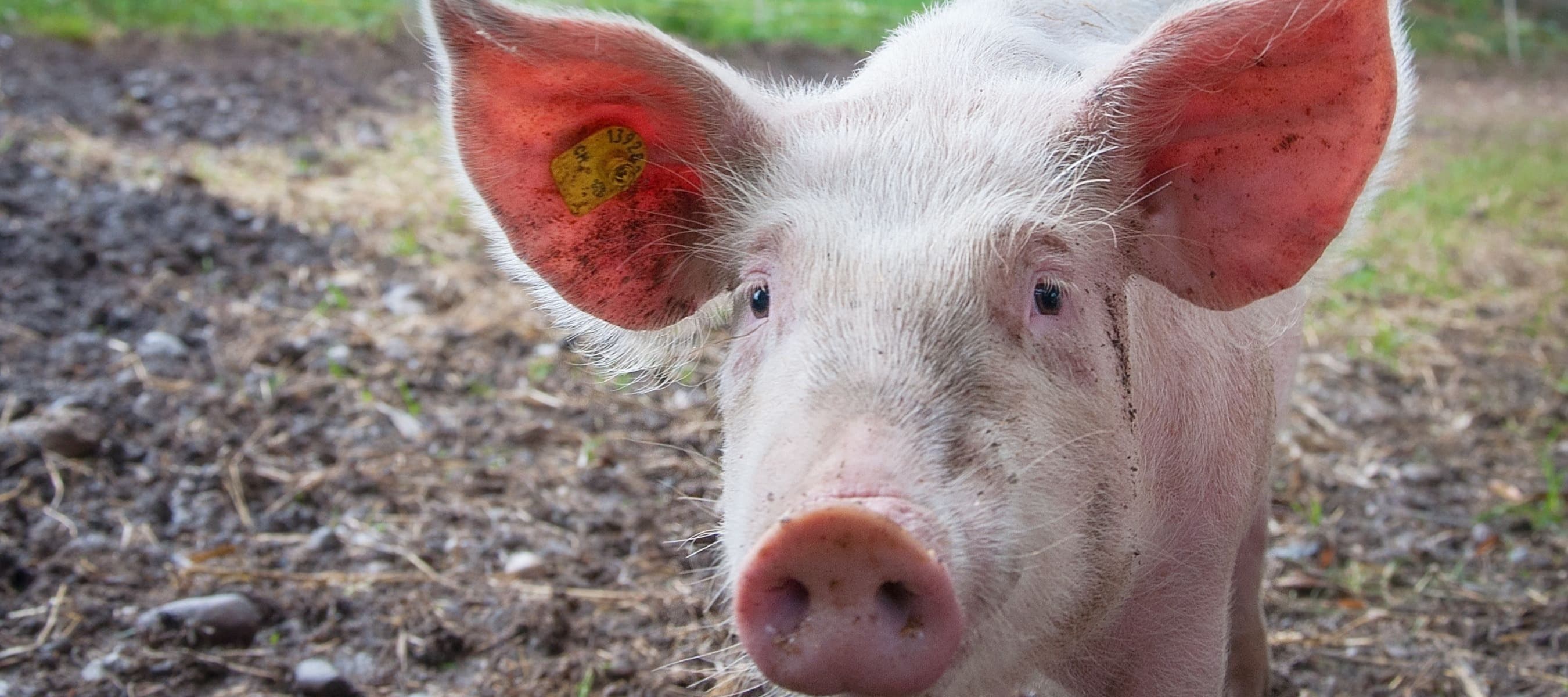 Фото новости: "Китай может стать крупнейшим покупателем российской свинины"