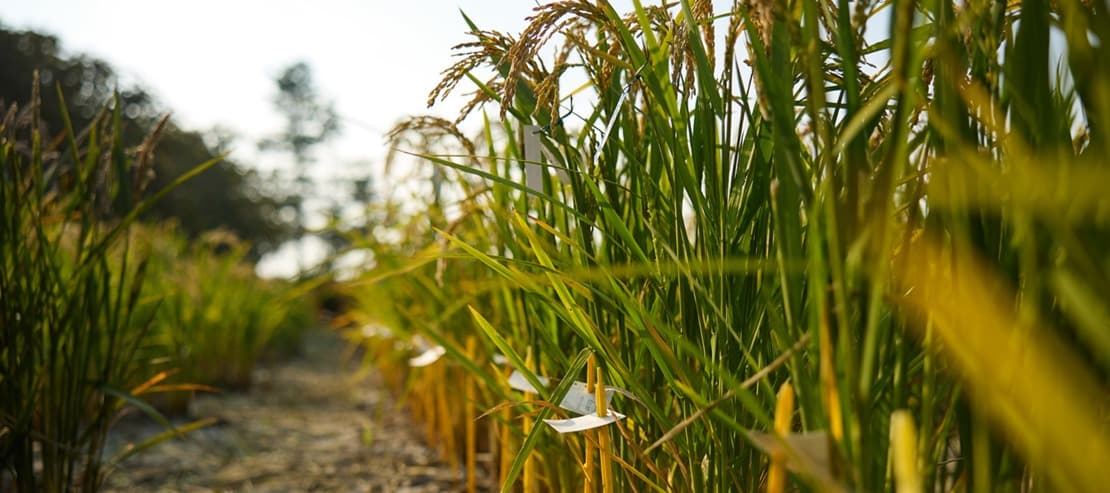 Фото новости: "В Италии вывели местные сорта риса для саке"