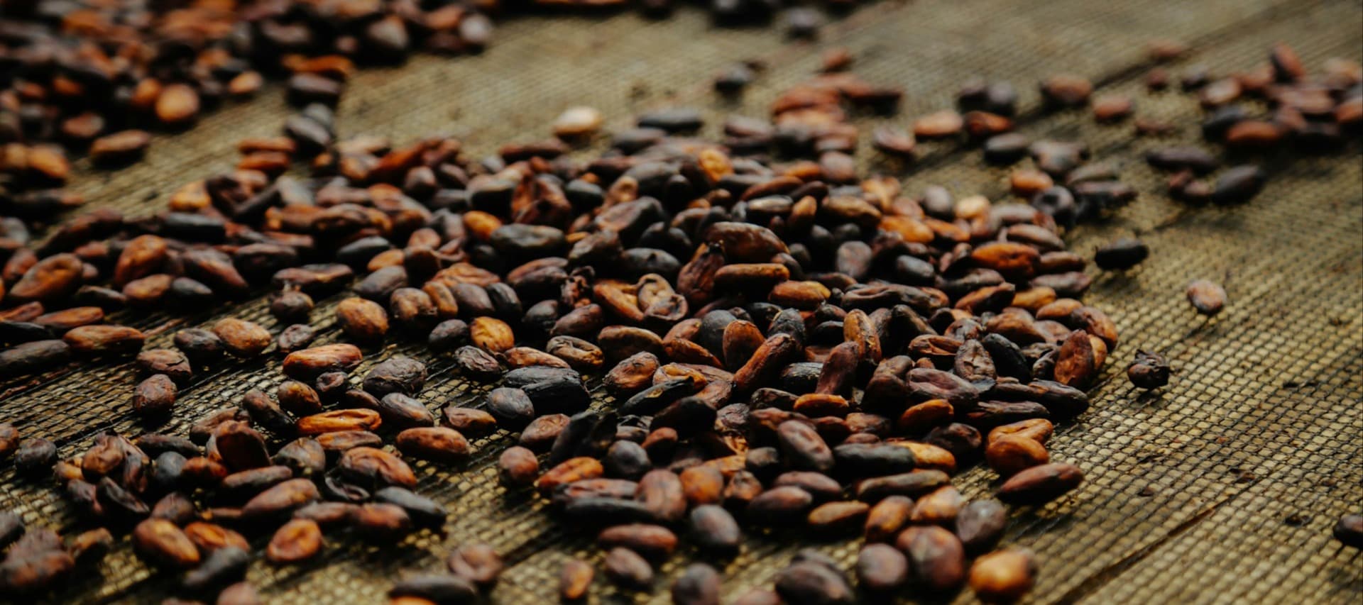 Фото новости: "Переработчики какао-бобов бьют тревогу из-за роста цен"