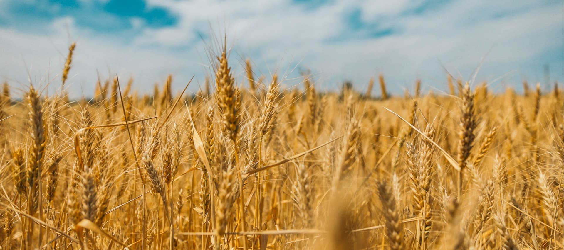 Фото новости: "Один из крупнейших российских экспортеров зерна остановил отгрузки"