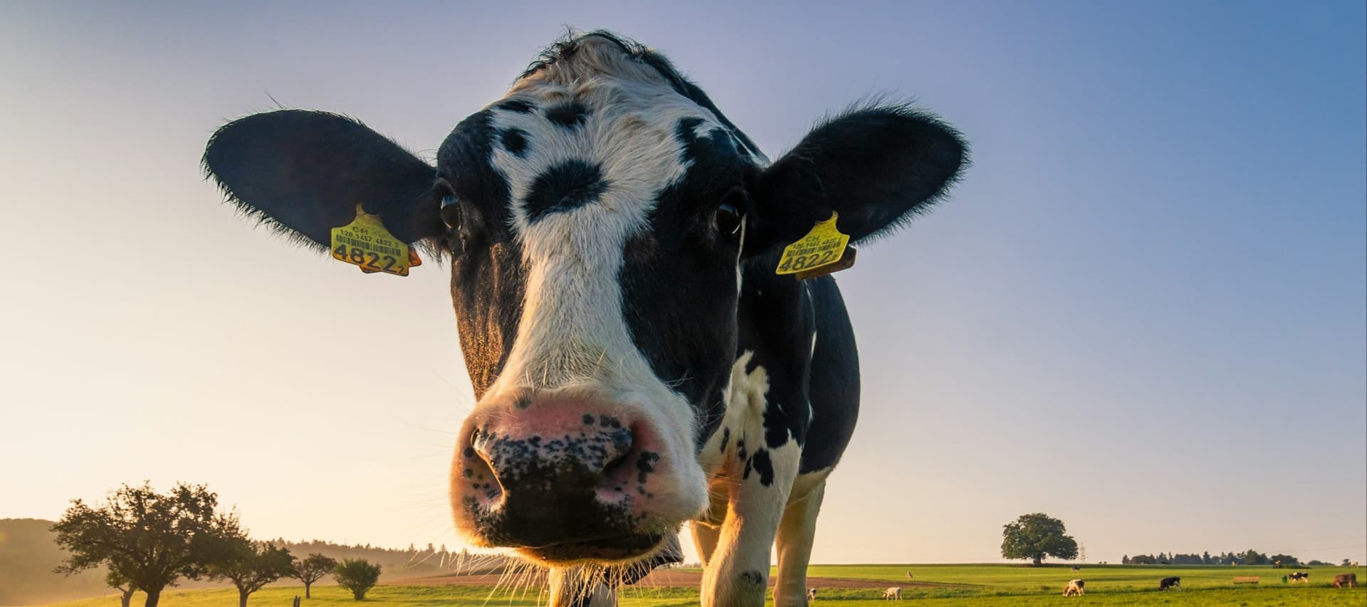 Фото новости: "Магазины Marks & Spencer вложат $1,3 млн в диету для коров"