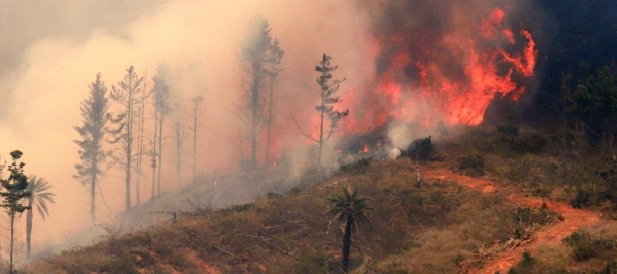 Фото новости: "Чилийские виноделы пострадали от разрушительных пожаров"