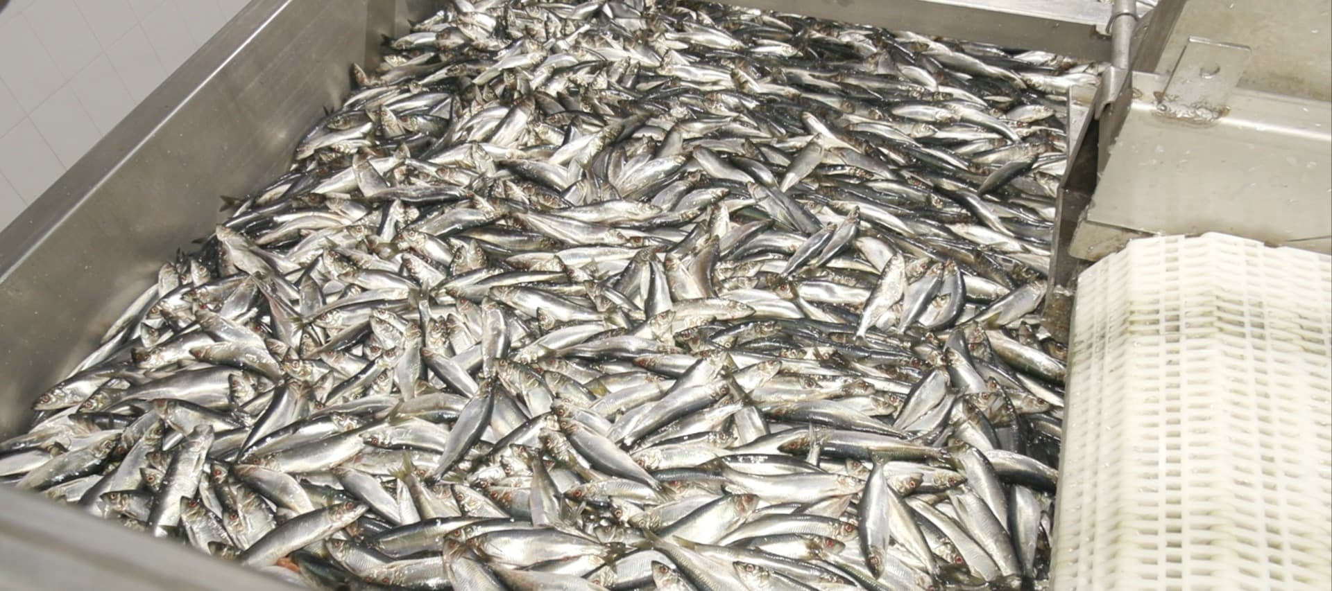 Фото новости: "Росрыболовство подало иск к крупнейшему камчатскому рыбопереработчику"