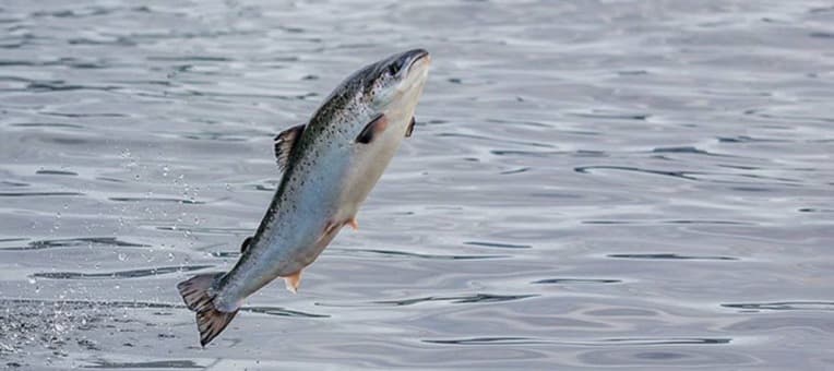 Фото новости: "Цены на импортный лосось выросли на четверть"