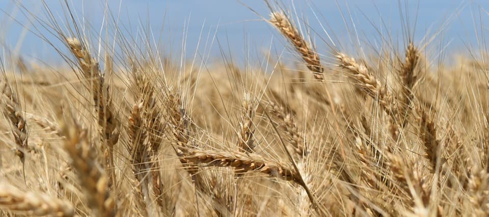 Фото новости: "Аналитики ожидают в России близкий к рекордному урожай зерна"