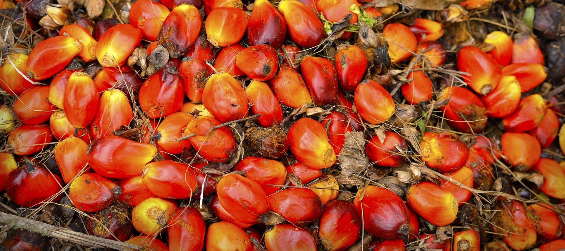 Фото новости: "Крупнейший в мире производитель пальмового масла запретил его экспорт"