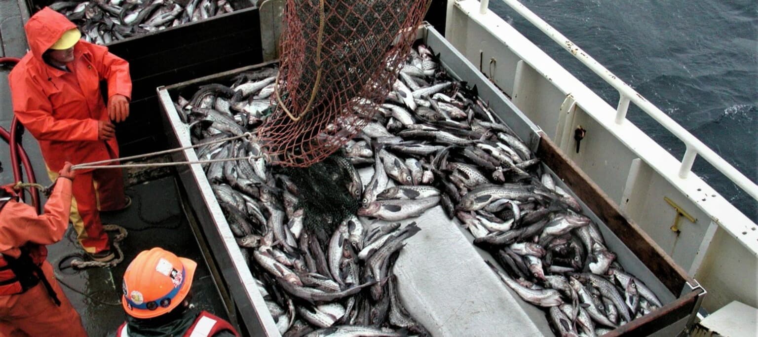 Фото новости: "Минсельхоз проработает ограничения на экспорт рыбы"