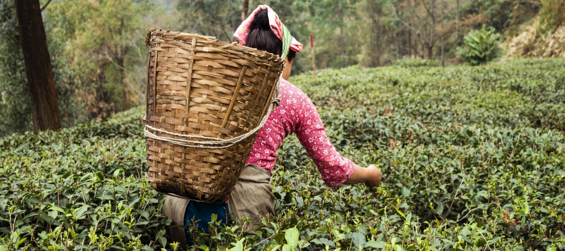 Фото новости: "Экспорт чая из Индии в Россию вырос почти на 21%"