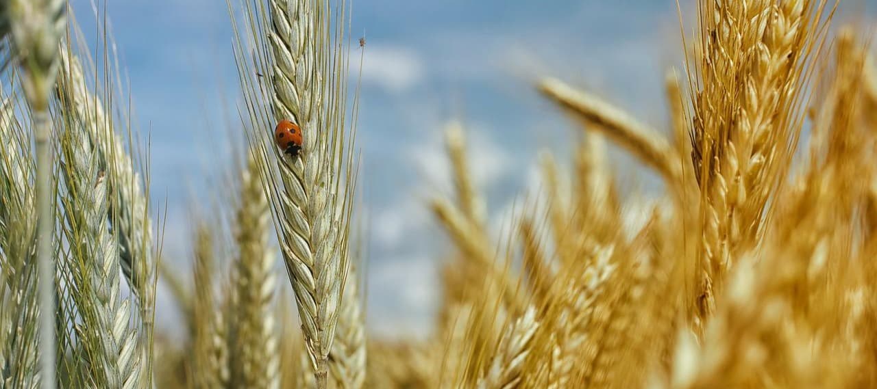 Фото новости: "Минсельхоз прогнозирует близкий к рекордному урожай зерна"