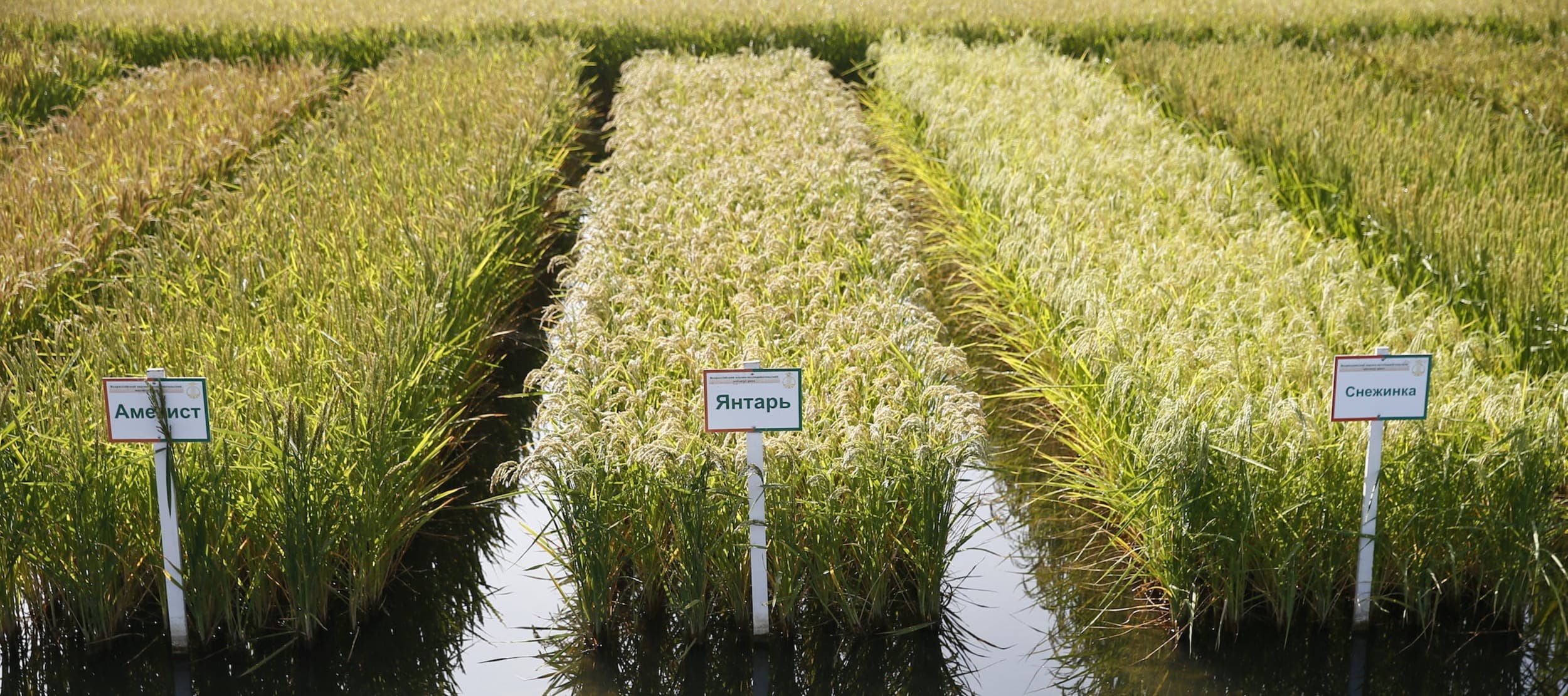 Фото новости: "Кубанские поставщики риса предупредили о повышении цен из-за неурожая"