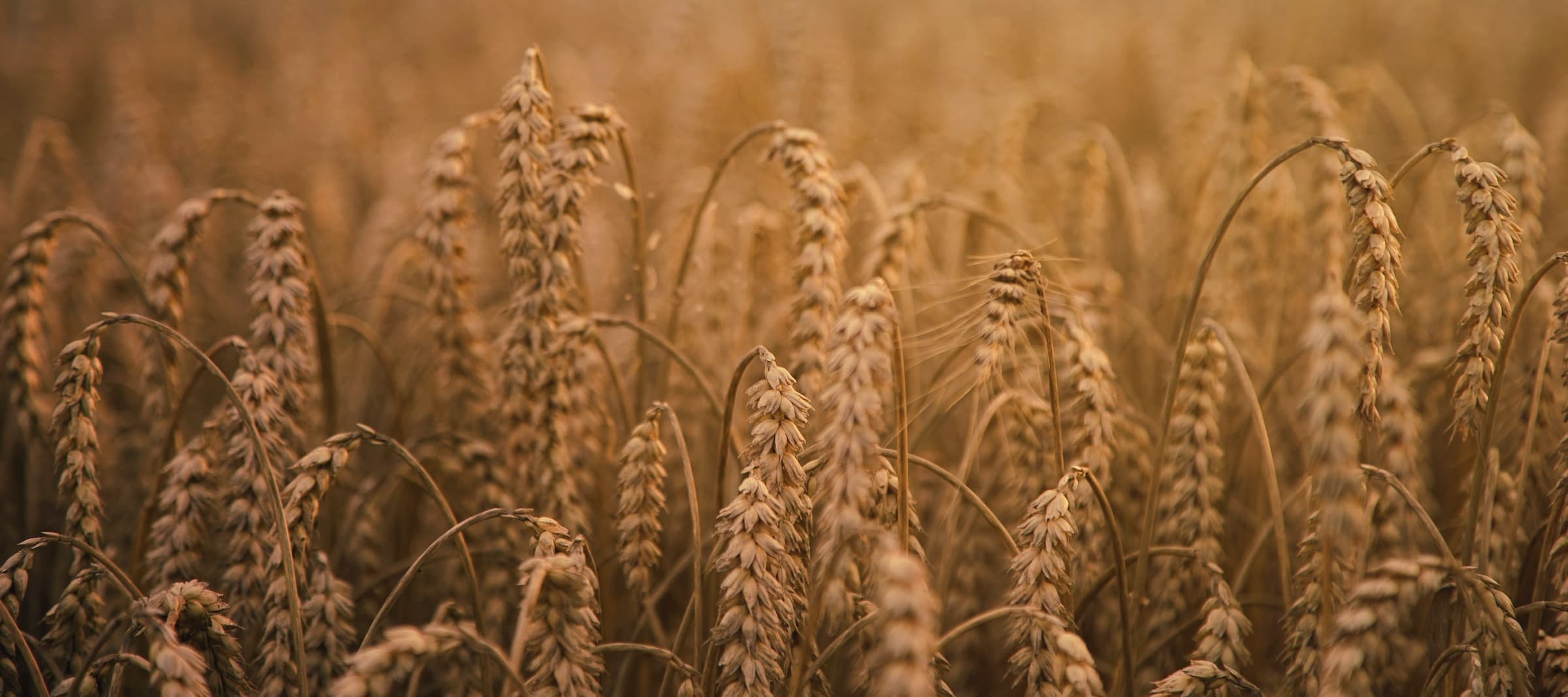 Фото новости: "Китайская компания займется глубокой переработкой зерна в Краснодарском крае"