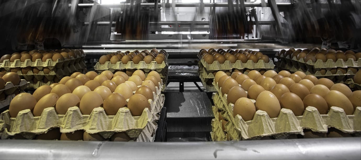 Фото новости: "Банк «Траст» продаст одного из крупнейших региональных производителей яиц"