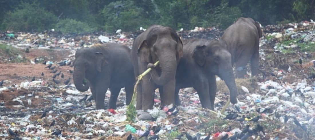 Фото новости: "Reuters: Unilever нарушала свои принципы борьбы с пластиком"