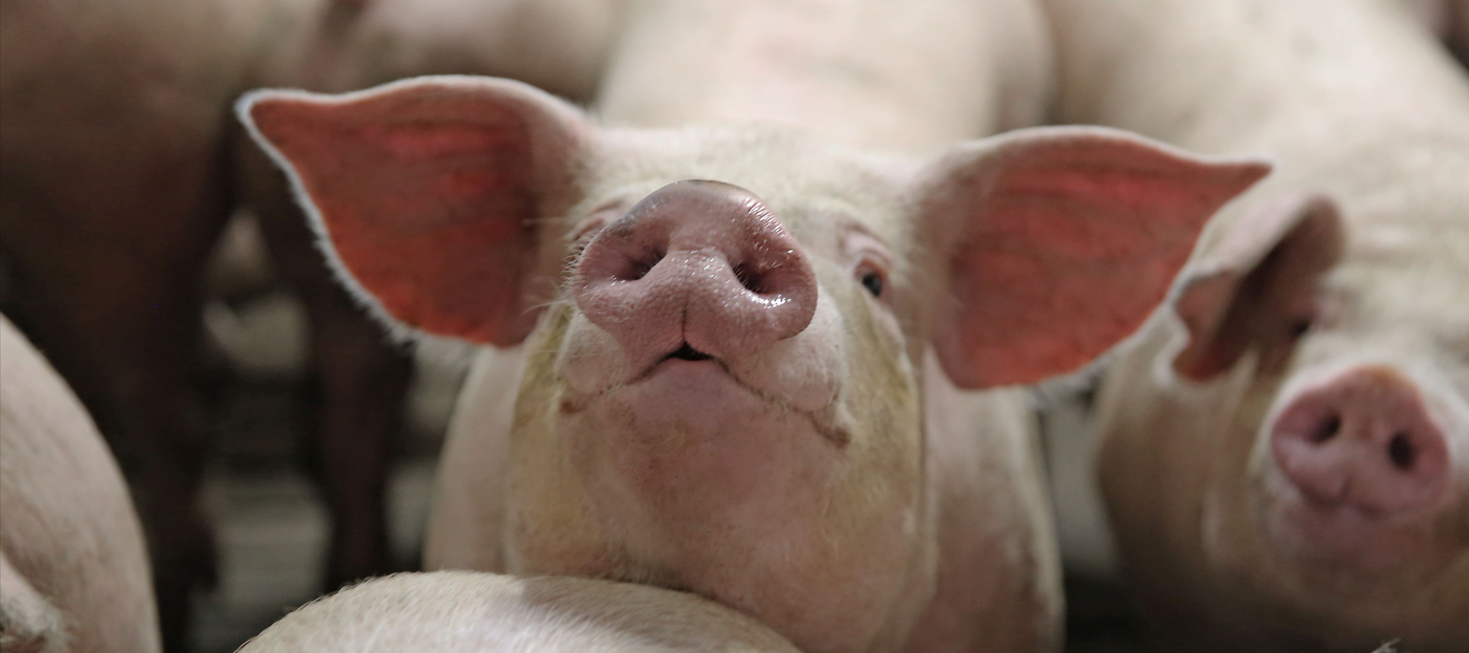 Фото новости: "При обстреле фермы «Агро-Белогорье» в Белгородской области погибли 178 свиней"