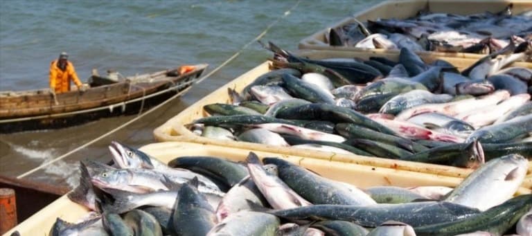 Фото новости: "Росрыболовство: владельцы участков для добычи лососей получат инвестиционные обязательства"
