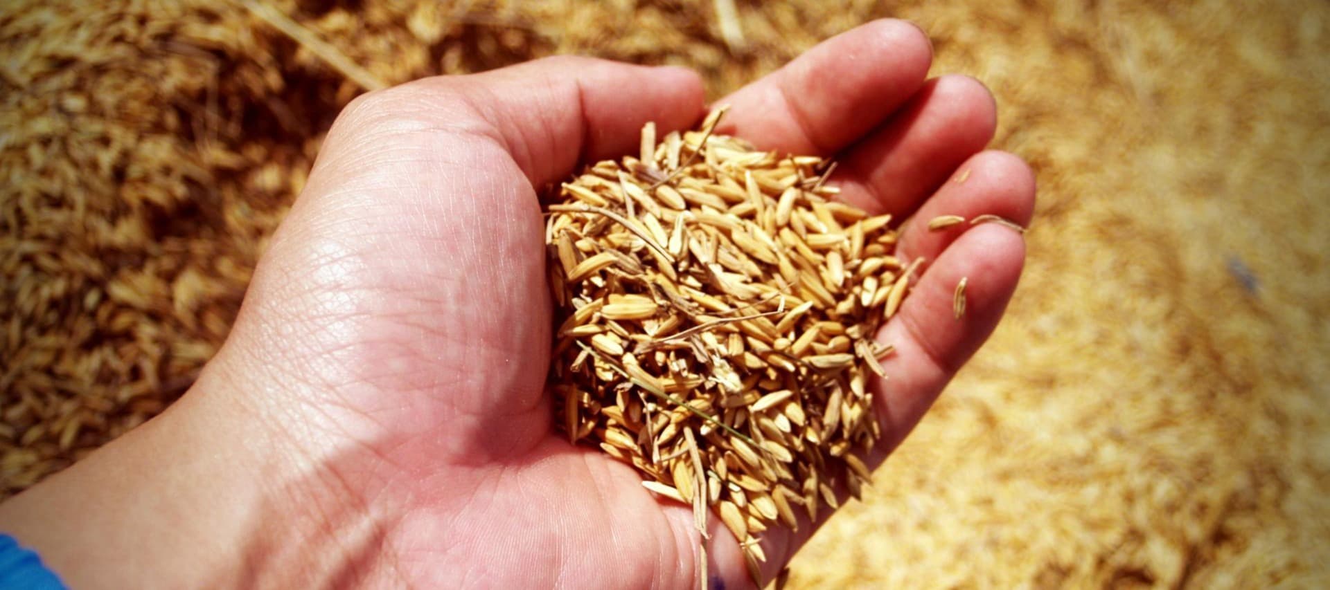 Фото новости: "Россия запретила вывоз риса из страны до конца года"