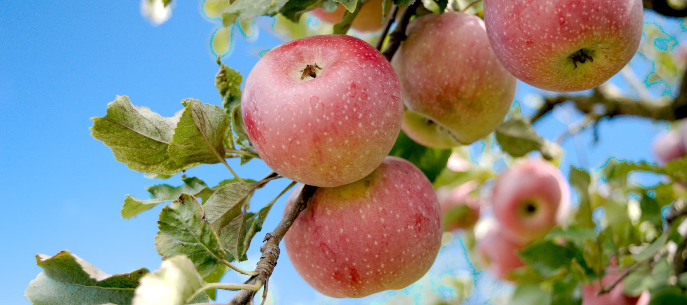 Фото новости: "Россия может заместить импорт яблок в течение трех лет"