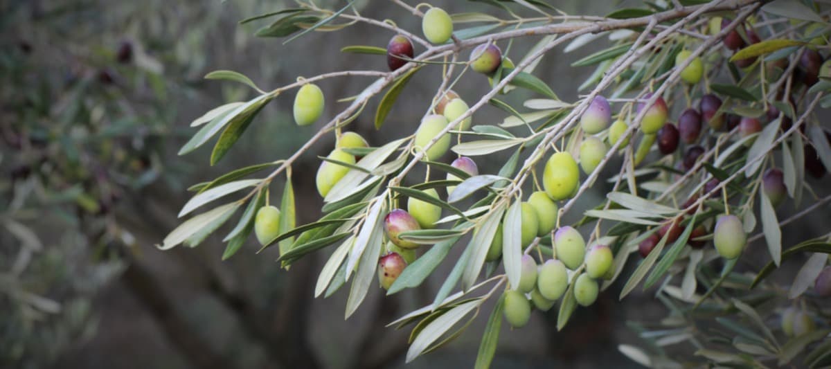 Фото новости: "Производство итальянского оливкового масла сократится на 20-30%"