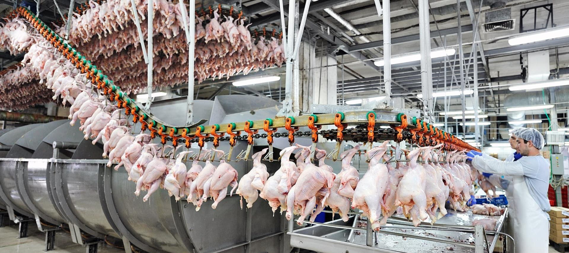 Фото новости: "Росптицесоюз предупредил о проблемах с переработкой курицы"
