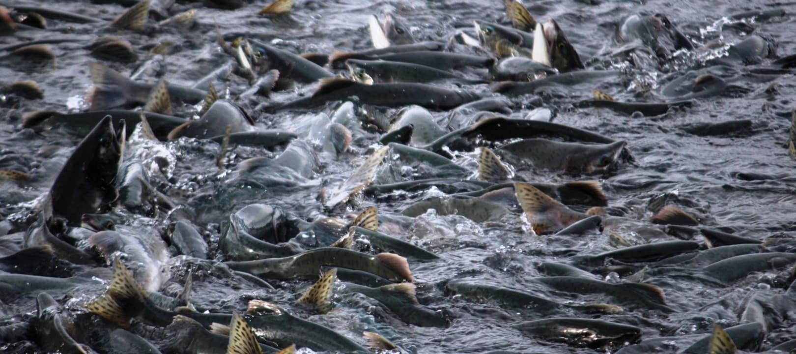 Фото новости: "АФК «Система» создаст рыбопромышленный холдинг на Камчатке"