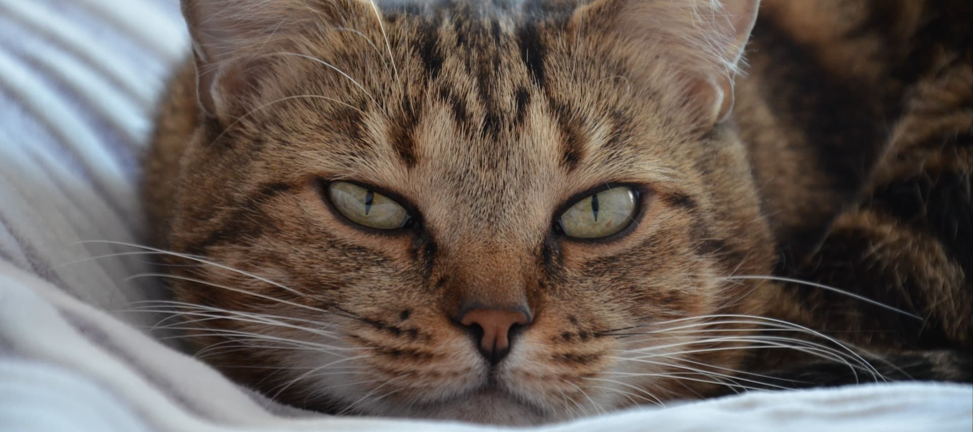 Фото новости: "Роскачество: в 70% сухих кормов для кошек в России есть следы пестицидов"