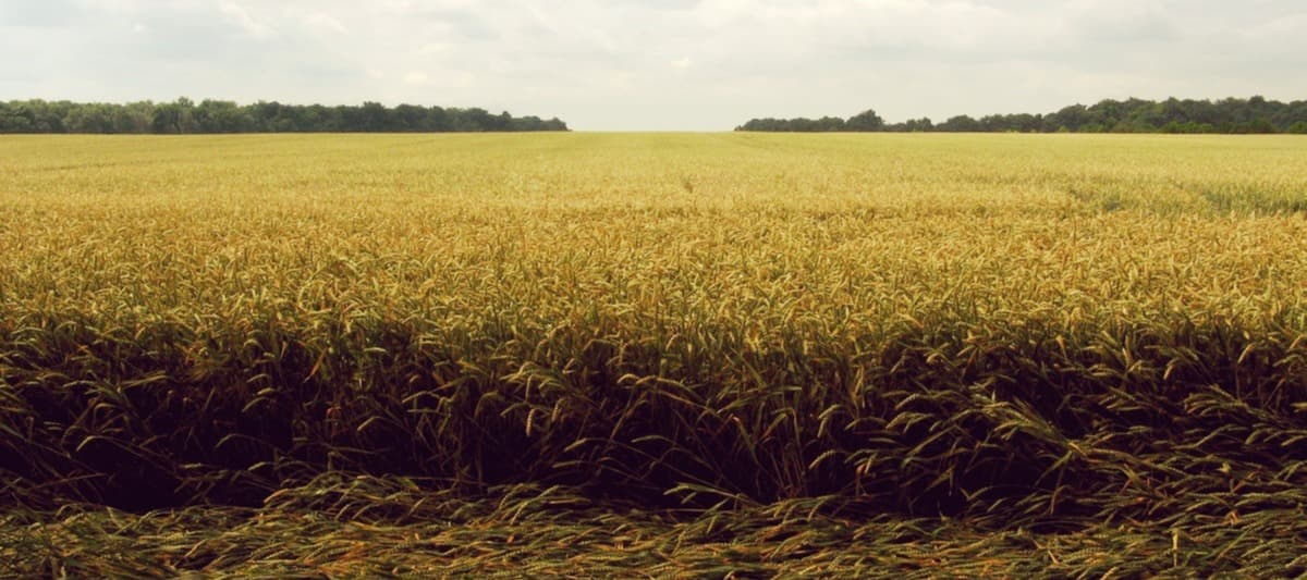 Фото новости: "Минсельхоз может пересмотреть планы по экспорту зерна"