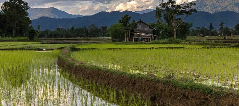 Фото новости: "Мировые поставки риса оказались под угрозой из-за непогоды"