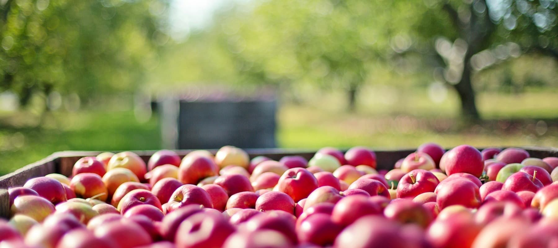 Фото новости: "Урожай яблок в этом году может стать рекордным"