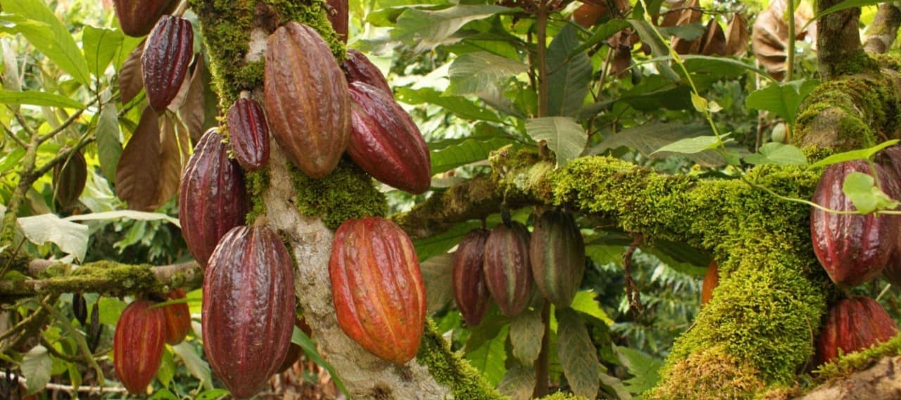 Фото новости: "Фермеры в Гане и Кот-д'Ивуаре оставили плантации какао без удобрений"