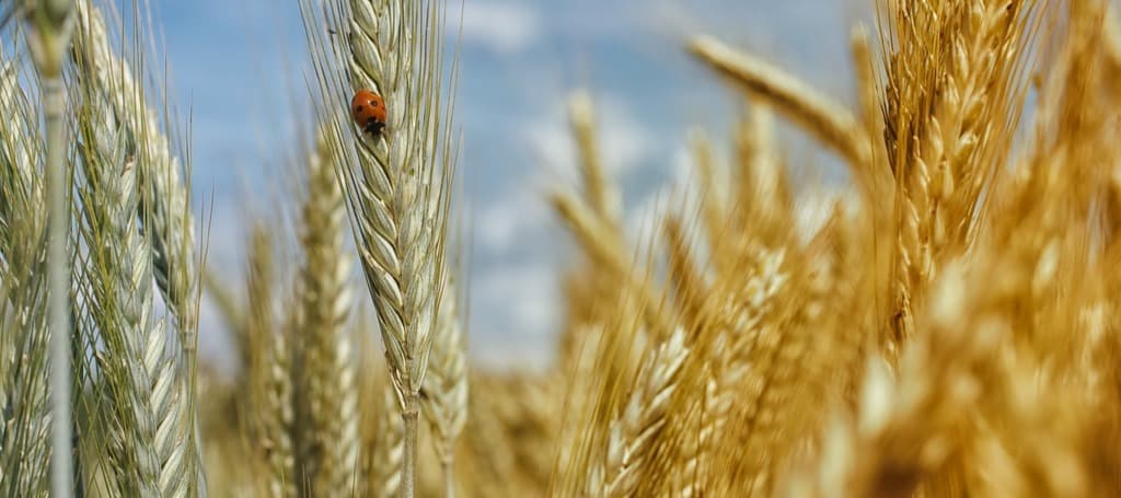Фото новости: "Россия поставила рекорд по сбору озимой пшеницы"