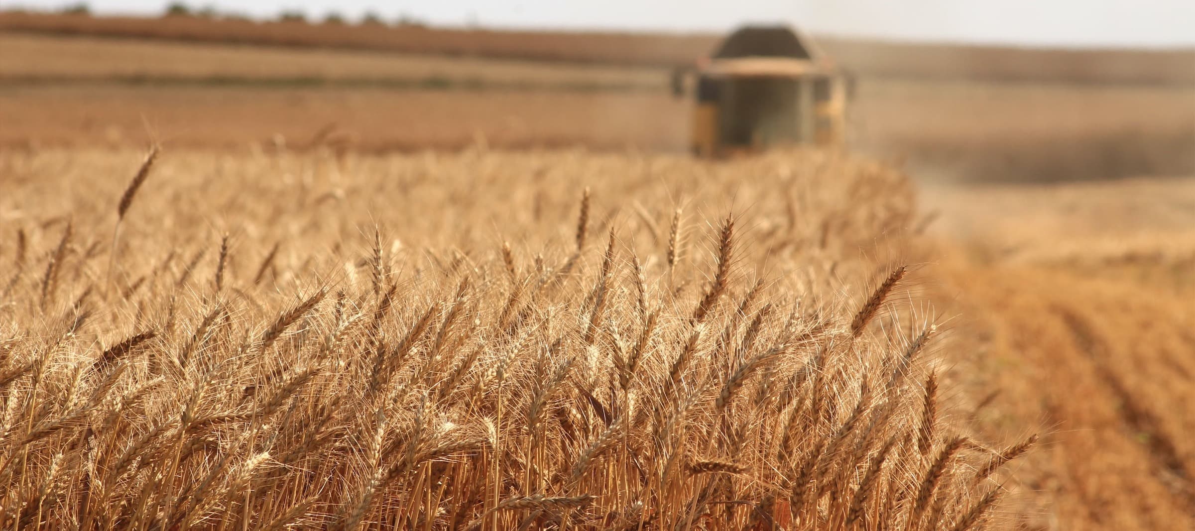 Фото новости: "Минсельхоз: урожай зерновых в России сократится почти на 22% в 2023 г."