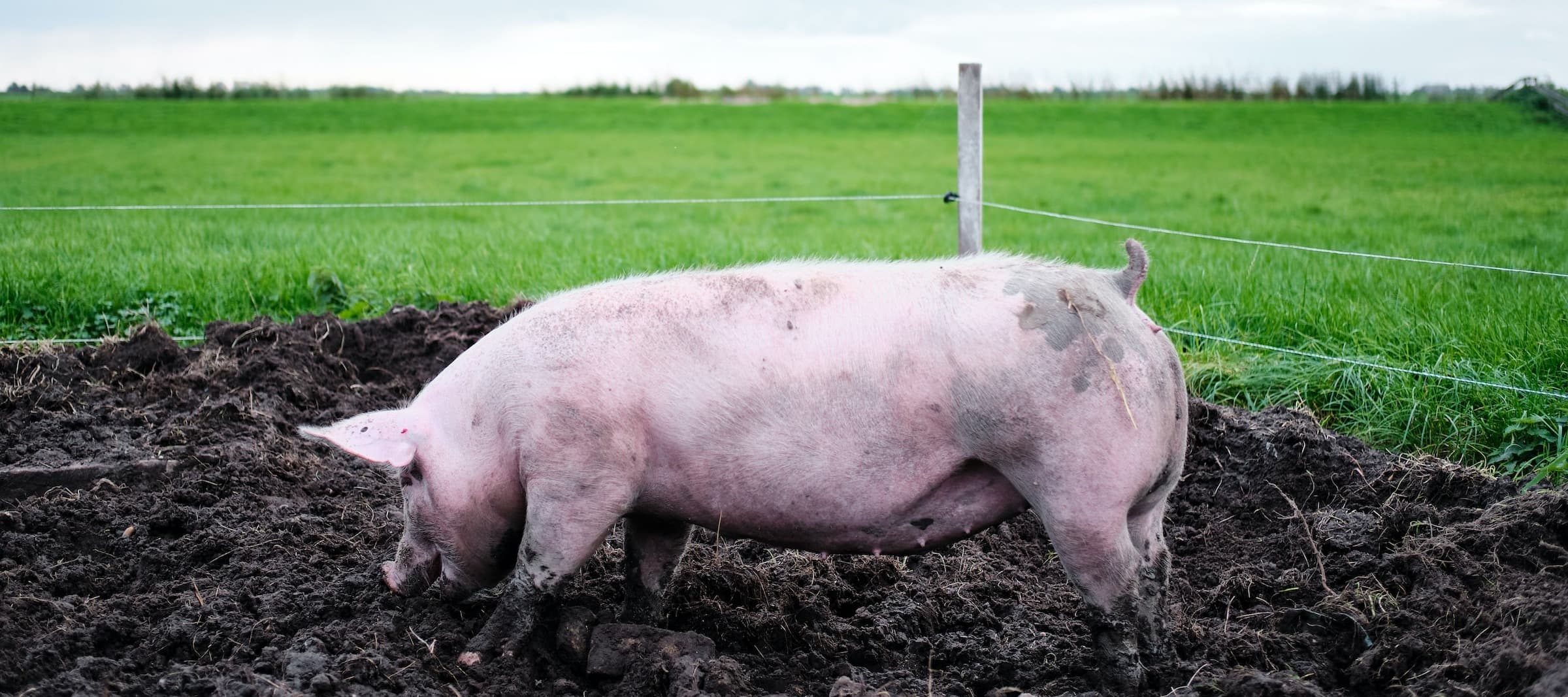 Фото новости: "В Подмосковье выявили африканскую чуму свиней"