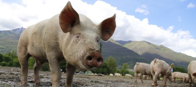Фото новости: "На ферме «Мираторга» нашли африканскую чуму свиней"