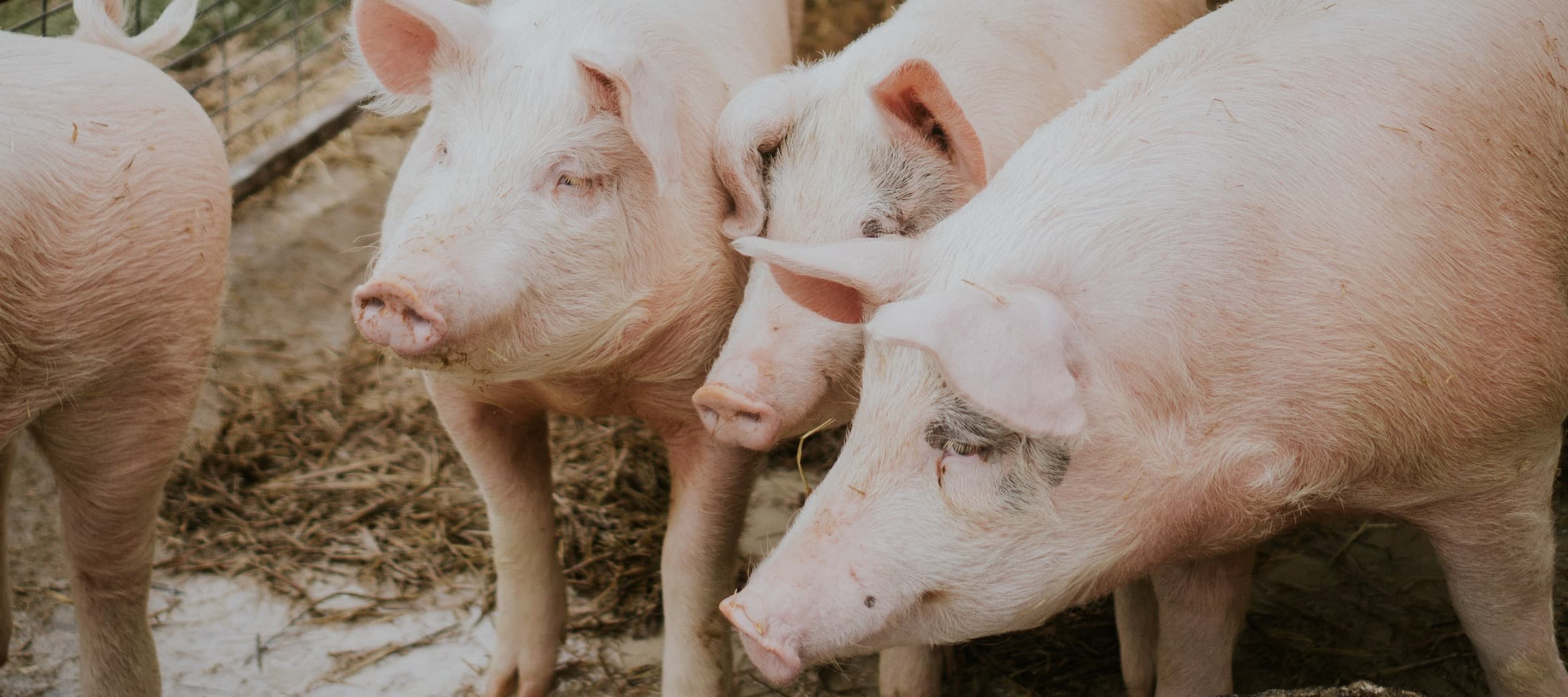 Фото новости: "В Калининградской области выявили 19 случаев африканской чумы свиней"