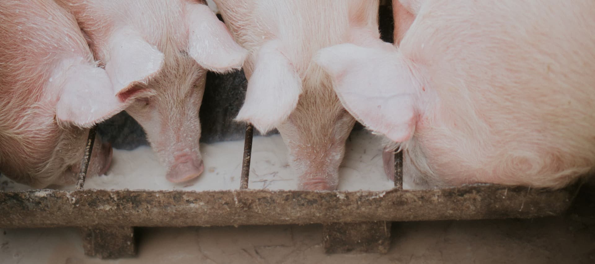 Фото новости: "Датский производитель свинины Goodvalley продал бизнес в России"