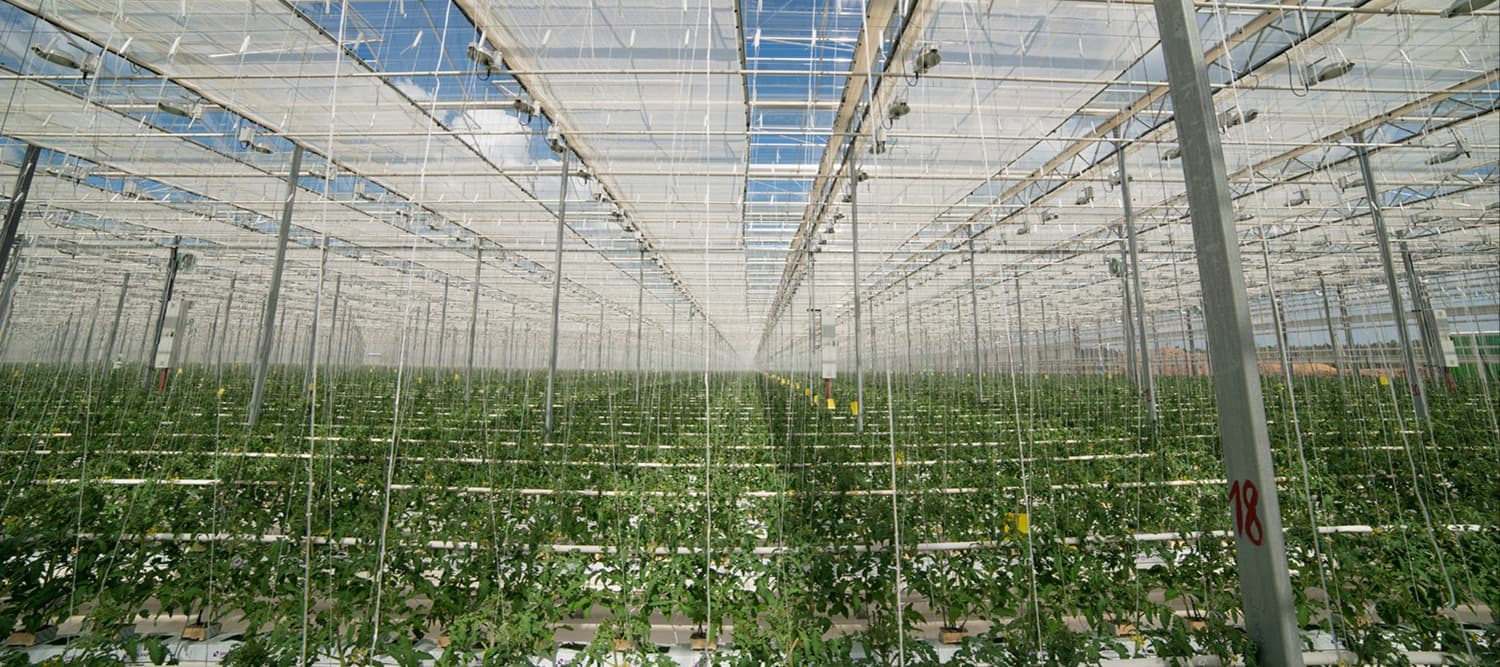 Фото новости: "Агрохолдинг «Эко-культура» построит тепличный комплекс в Свердловской области за 20 млрд руб."