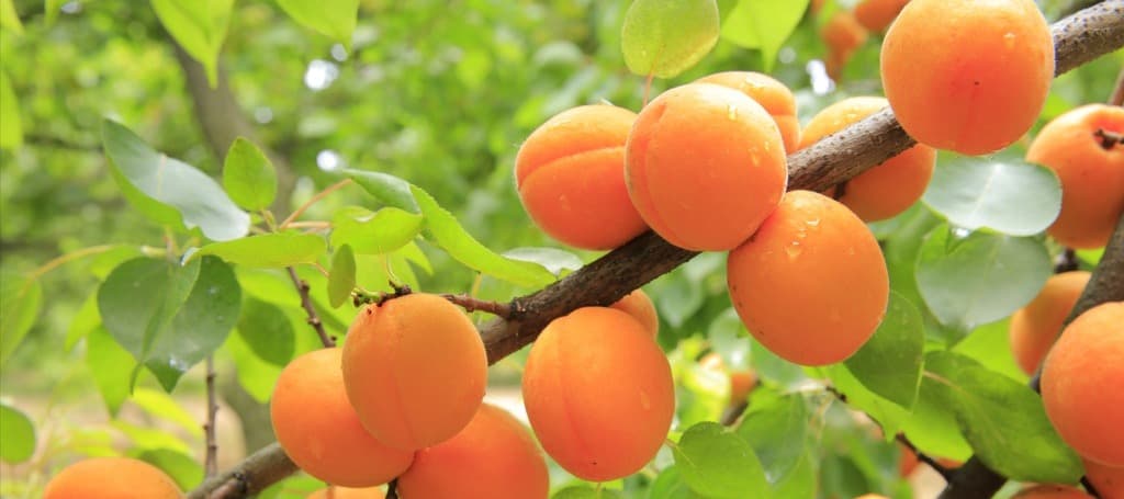 Фото новости: "Урожай абрикосов в Дагестане снизится из-за дождей на треть"