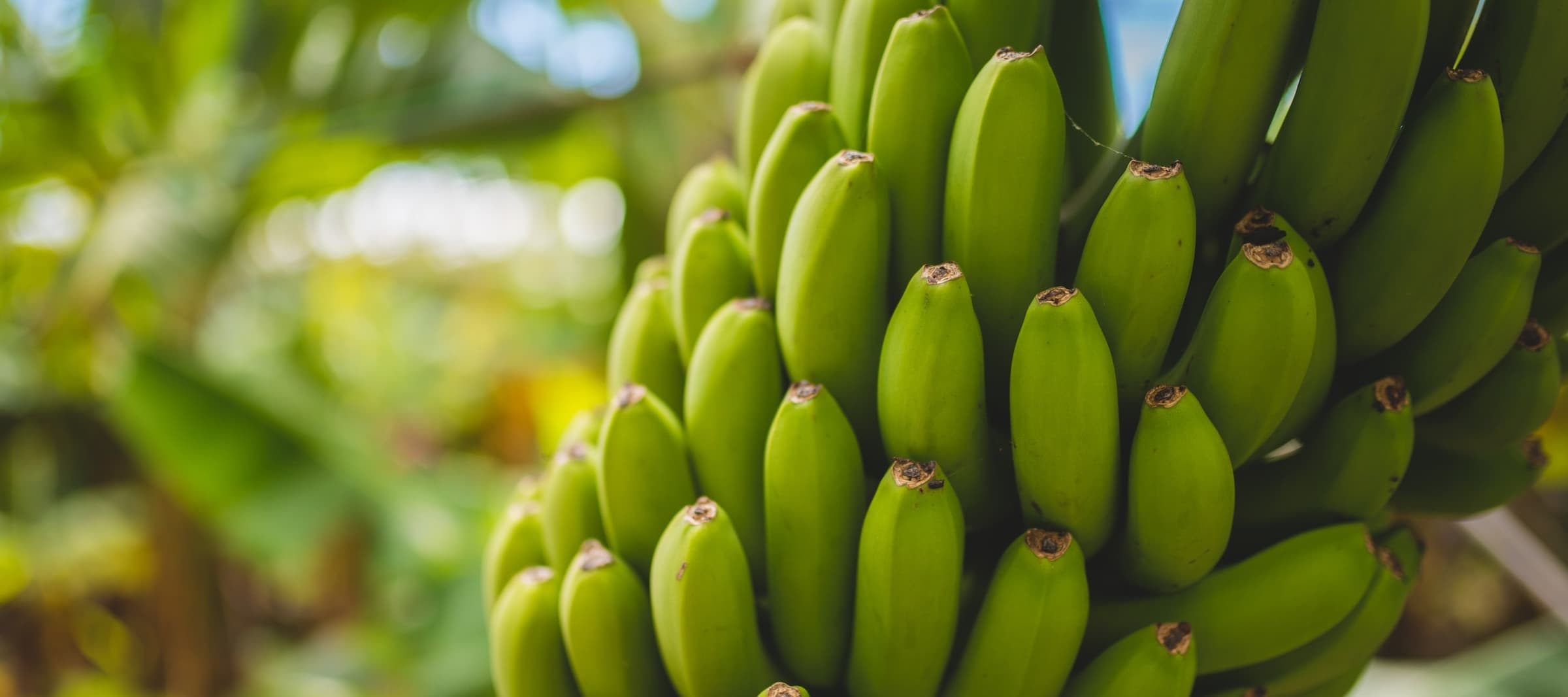 Фото новости: "Эквадор снизил поставки бананов в Россию"