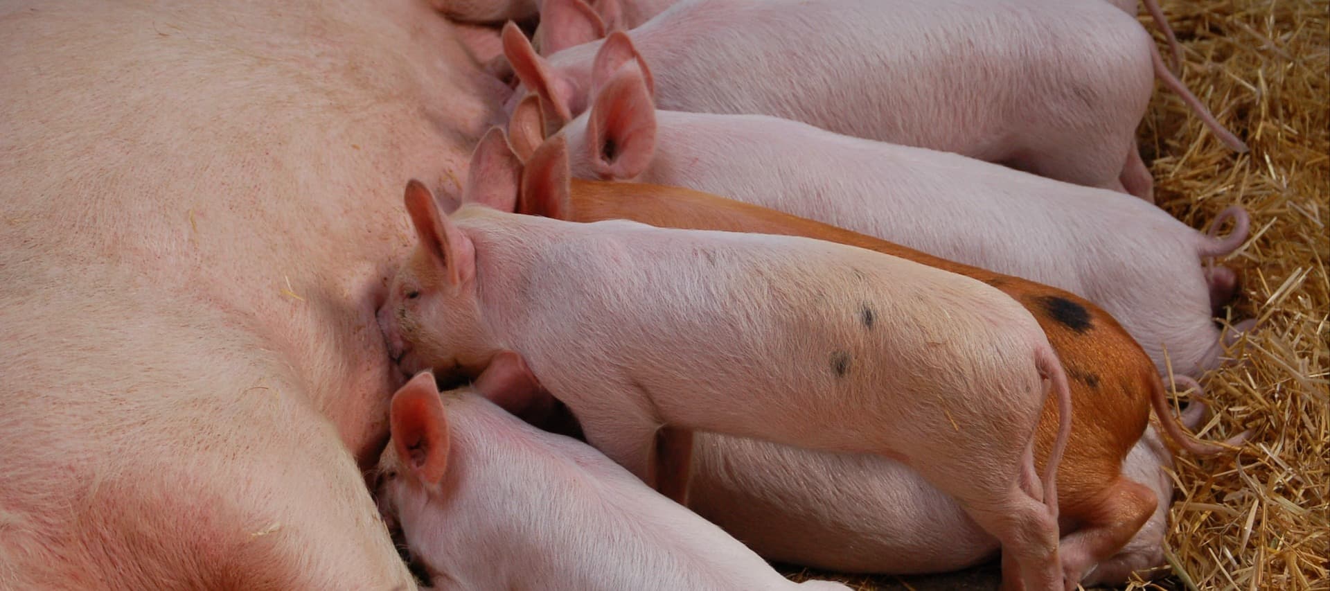 Фото новости: "Альфа-банк получил 19% в бизнесе производителя мяса и сахара «Таврос»"