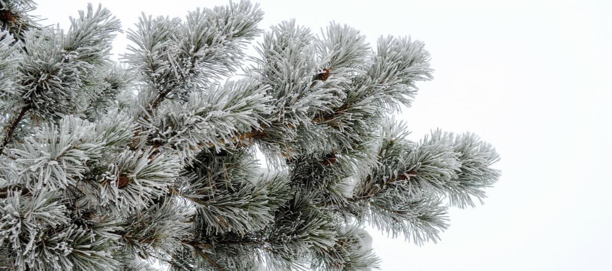 Фото новости: "Поставки заграничных елок к Новому году оказались под угрозой срыва"