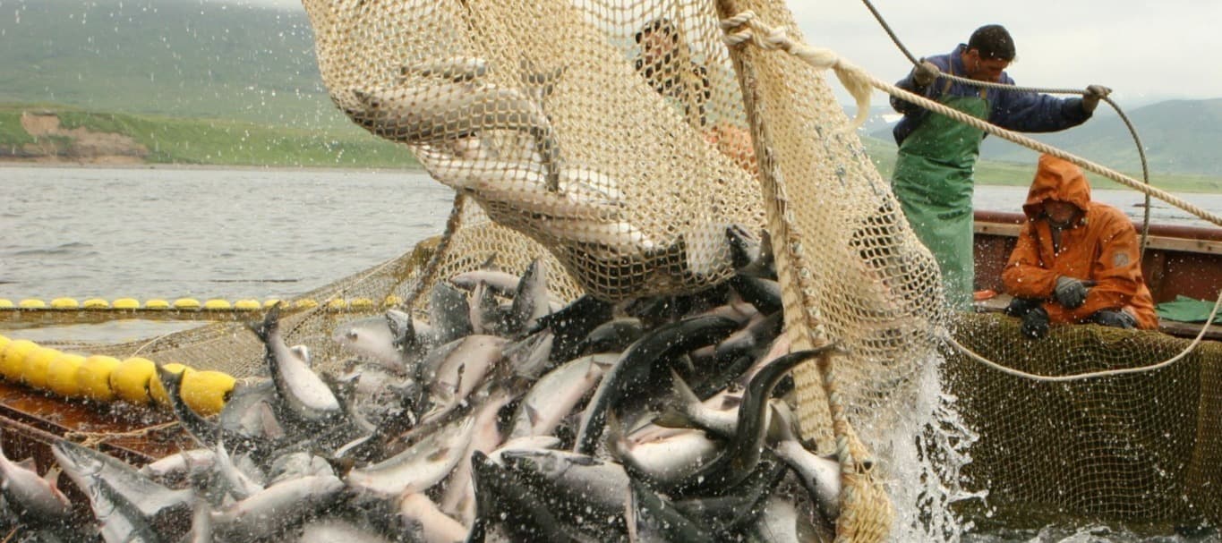 Фото новости: "Рыбопромышленники выступили против запрета на экспорт красной рыбы"