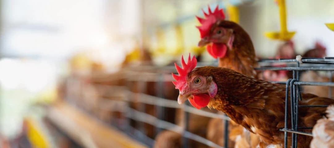 Фото новости: "Белорусcия запретила экспорт курицы, яиц и молочных продуктов в Россию"