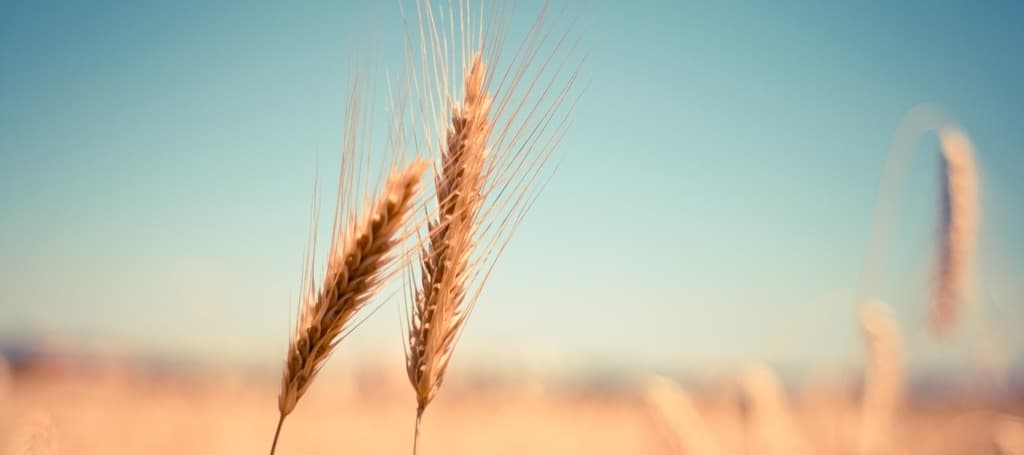 Фото новости: "«Совэкон»: цены на пшеницу в 2023 г. будут падать из-за рекордного урожая"