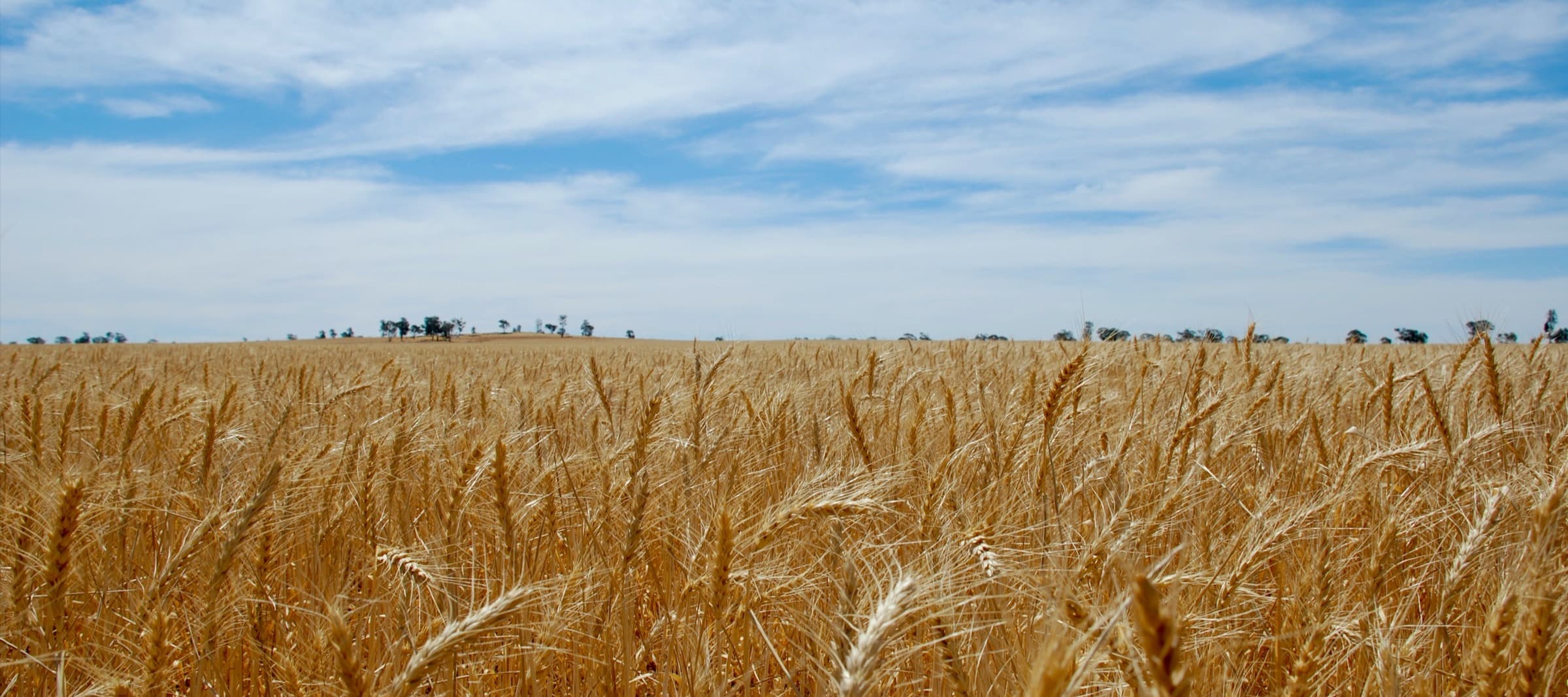 Фото новости: "Цены на пшеницу резко выросли после приостановки зерновой сделки"