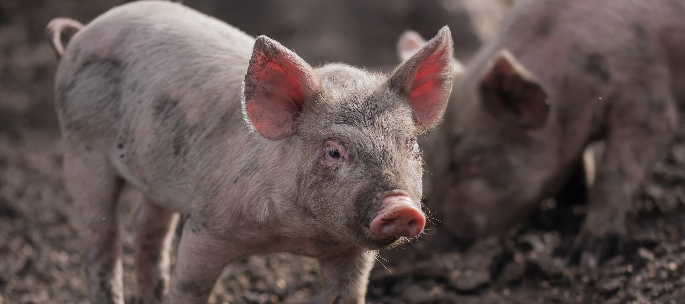 Фото новости: "Производители сельхозкормов предупредили о риске подорожания свинины"