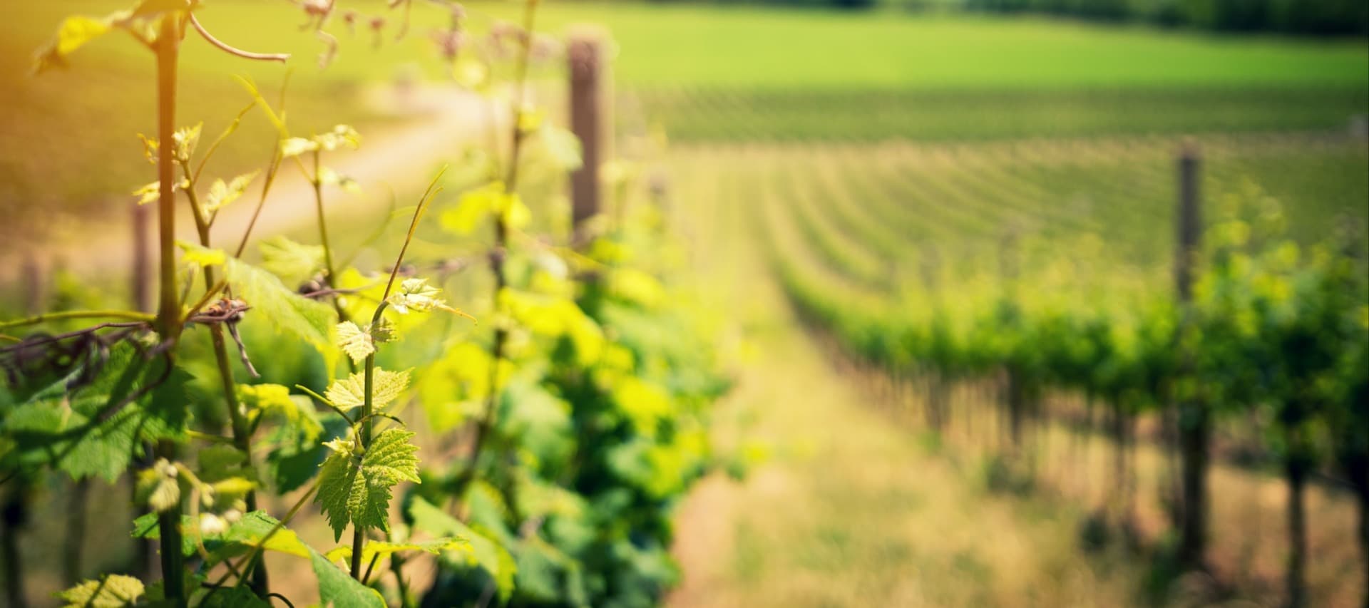 Фото новости: "«Фанагория» впервые за 25 лет не будет высаживать виноградники"